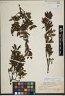 Foto von Salix lapponum L.